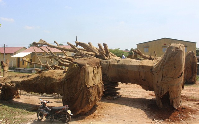 3 cây khủng như “quái thú” bị giữ ở Huế: Chưa thể khẳng định là cây đa
