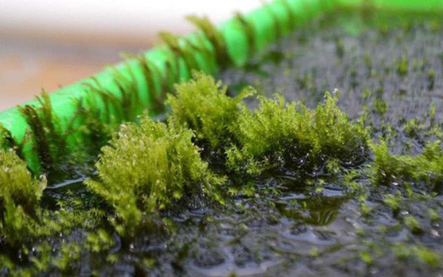 Tác phẩm của mẹ thiên nhiên: Loài rêu có thể lọc hết arsen trong nước đã được tìm thấy