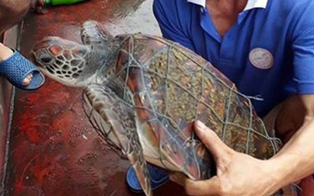 Phát hiện rùa biển quý hiếm dính lưới, trên mai có nhiều “hoa văn” lạ