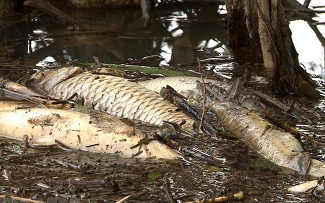 Cá nổi trắng trên sông Bàu Giang ở Quảng Ngãi