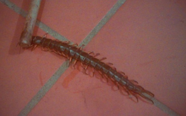 Ngủ trưa dưới sàn nhà, bé gái 6 tuổi bị con rết chui vào tai