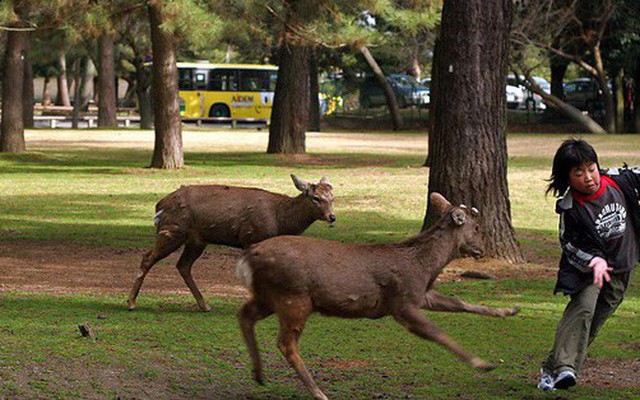 Hơn 200 vụ hươu cắn khách du lịch ở công viên Nhật Bản, chính quyền phải gấp rút ra bản hướng dẫn "cho hươu ăn an toàn"