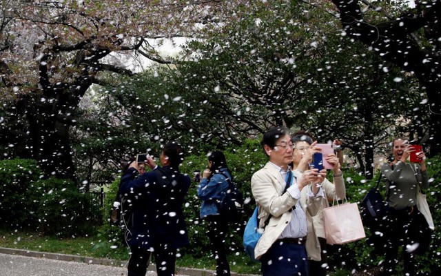 24h qua ảnh: Mọi người đi dưới “mưa” cánh hoa anh đào