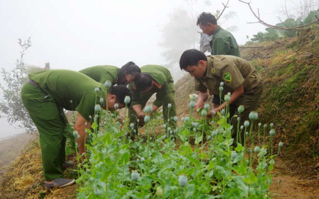 Trồng 350 cây anh túc trong vườn nhà để làm thuốc