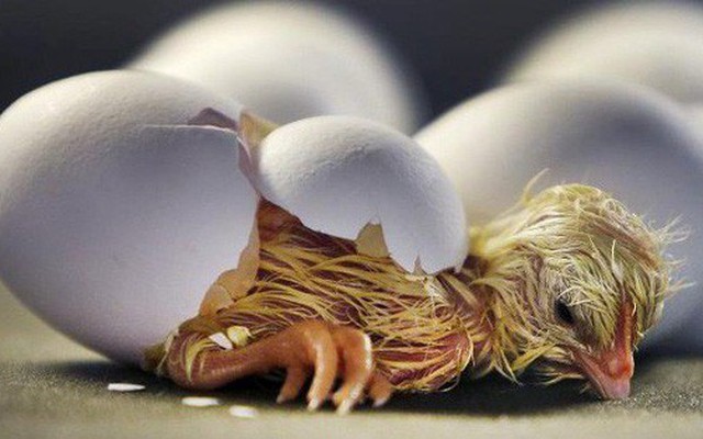 Chim non yếu ớt nhưng phá được vỏ trứng cứng để chui ra, nguyên nhân nằm ở thứ này