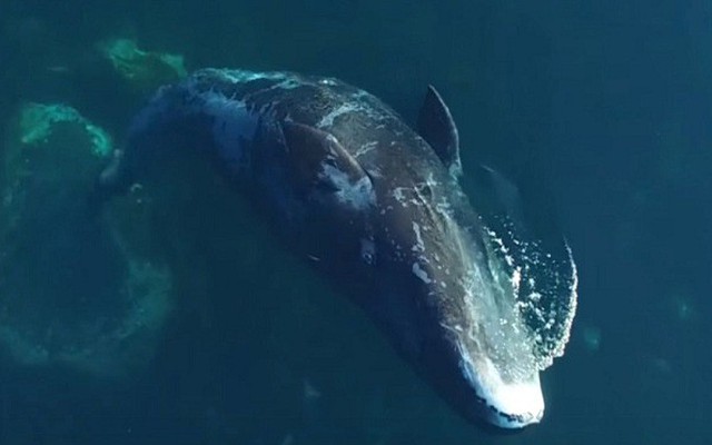 Bí ẩn cá voi Bắc Cực thay đổi bài hát khiến nhà khoa học chưa thể giải thích