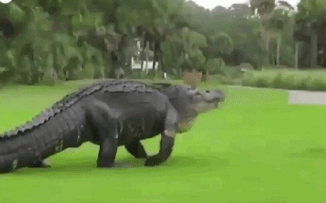 Mỹ: Cá sấu béo núc đi dạo trong sân golf trước sự ngỡ ngàng của gia đình nhà hươu