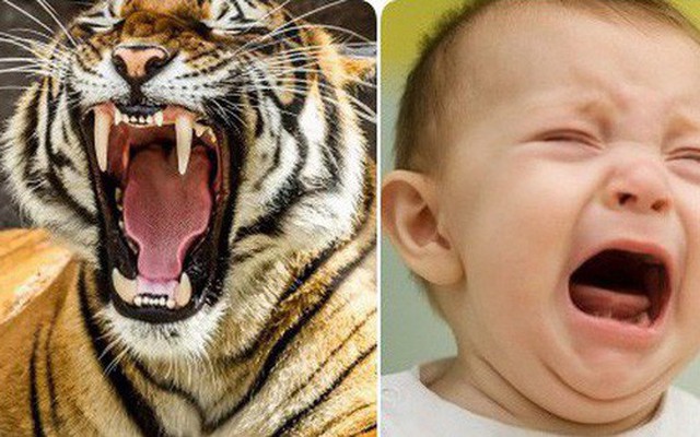 Sức "công phá" của trẻ con: Tiếng khóc ngang hổ gầm, sư tử thét