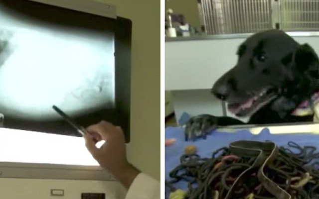 Chó cưng ốm “thập tử nhất sinh”, khi phẫu thuật bác sĩ tá hỏa với phát hiện bên trong