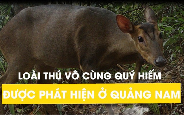 Loài thú vô cùng quý hiếm được phát hiện ở Quảng Nam: "Một tin tuyệt vời"