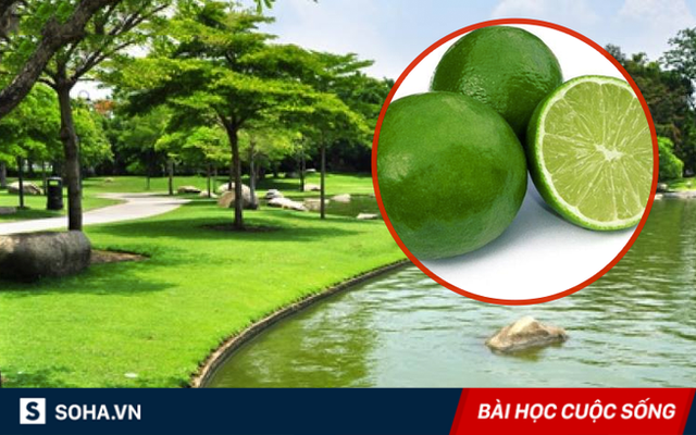 Nhìn thấy vài quả chanh trên mặt nước, hỏi 1 câu, nhà vua lập tức chọn được người cần tìm