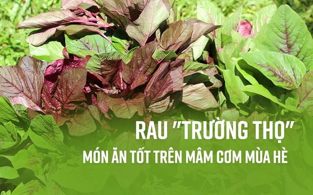 Đông y gọi đây là rau "trường thọ" vì 6 tác dụng quý hơn trứng, phòng ngừa nhiều loại bệnh