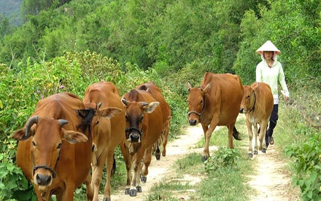 Vụ thu phí trâu bò ở Thanh Hóa: Hoàn trả tiền cho dân