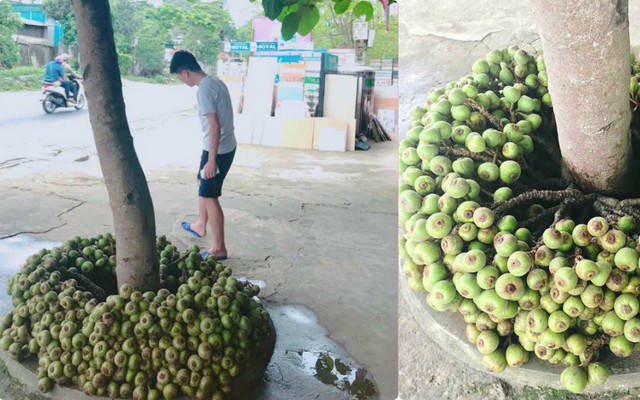 Khoe cây sung quả mọc từ gốc sai trĩu, thanh niên mở ra cuộc tranh cãi trên mạng xã hội