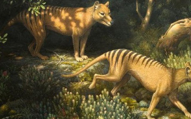 Loài hổ vằn có túi đã tuyệt chủng gần 100 năm trước phải chăng sắp được hồi sinh?