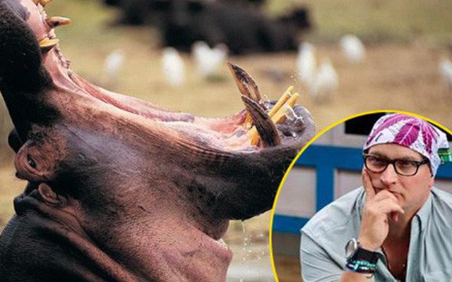 Giây phút thập tử nhất sinh của người đàn ông bị hà mã nuốt chửng