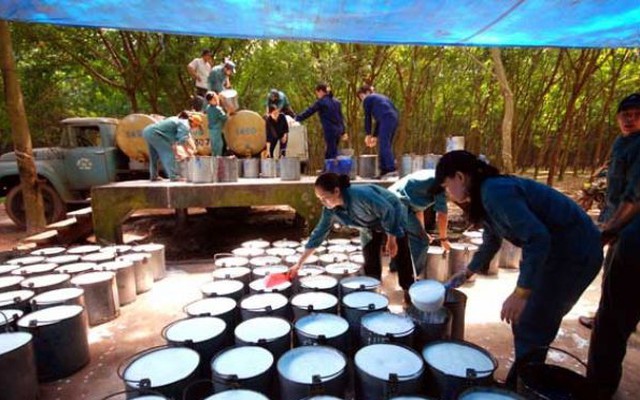 'Ông lớn' ngành cao su lỗ hơn nghìn tỷ, do đâu?