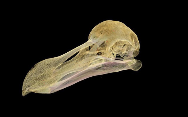 Bí ẩn cái chết của con chim Dodo quý hiếm trong “Alice ở xứ sở thần tiên”