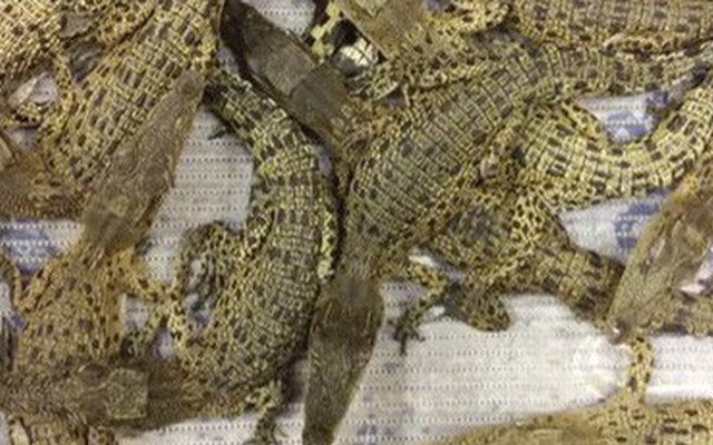 Bị đóng thùng trên máy bay, 50 con cá sấu cắn xé lẫn nhau