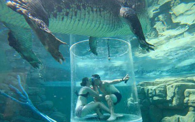 Cầu hôn bạn gái trong Lồng tử thần giữa hai con cá sấu khổng lồ