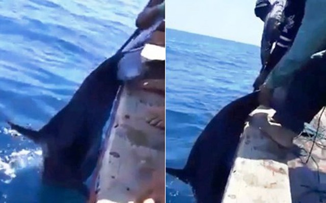 Phẫn nộ cảnh ngư dân phóng lao giết hại cá heo dã man