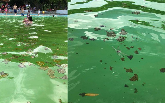 Giám đốc khu Khoang Xanh Suối Tiên nói về hình ảnh du khách vô tư tắm ở bể bơi kín chất bẩn