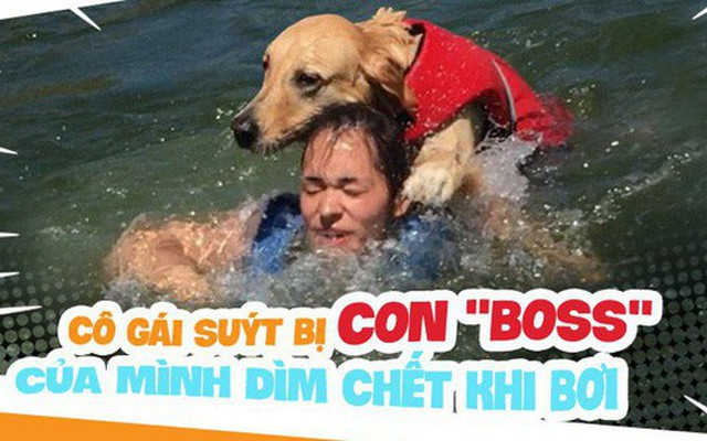 Dắt cún cưng đi bơi, cô gái trẻ suýt bị chính con "boss" của mình dìm chết