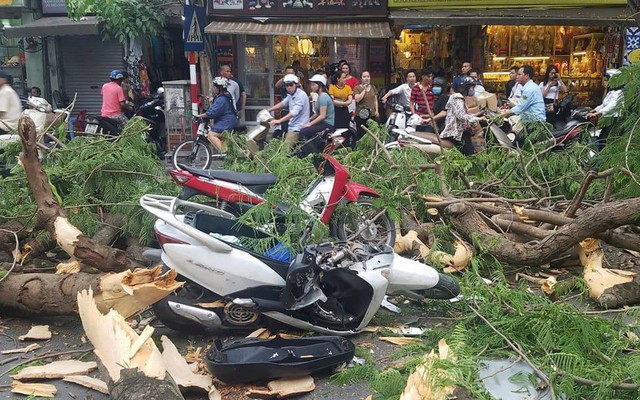 Cây cổ thụ bật gốc đè xe máy trên phố Hà Nội, 5 người bị thương