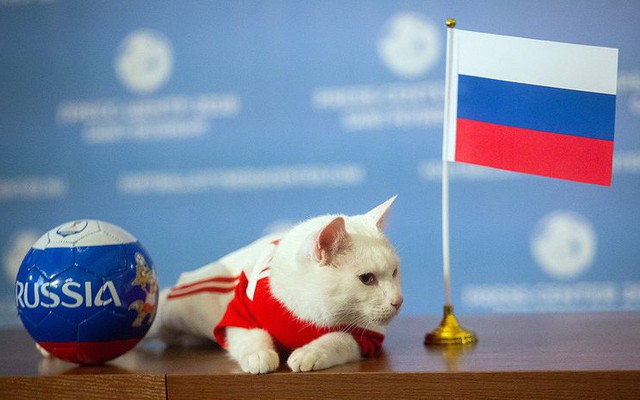 Mèo tiên tri Achilles dự đoán đúng Nga thắng trận khai mạc World Cup