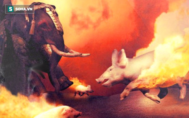 Giải mã vũ khí kỳ lạ của quân La Mã: Lợn diệt voi!