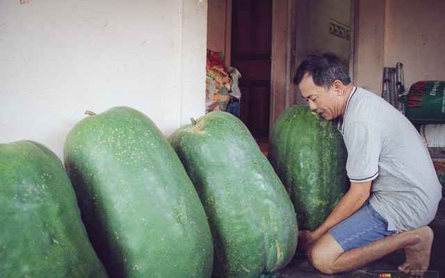 Cận cảnh khu vườn với những quả bí đao khổng lồ "nằm võng" tự chế, phải 2 người vác mới nổi