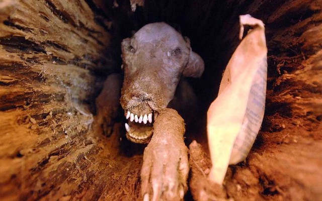 Stuckie - Chú chó săn xui xẻo vì mải mê đuổi con mồi để rồi hóa xác ướp mắc kẹt trong thân cây hơn nửa thế kỷ