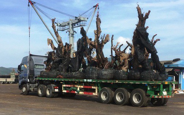 Công ty Hải Sơn lên tiếng về việc vận chuyển các cây "tiểu quái thú"