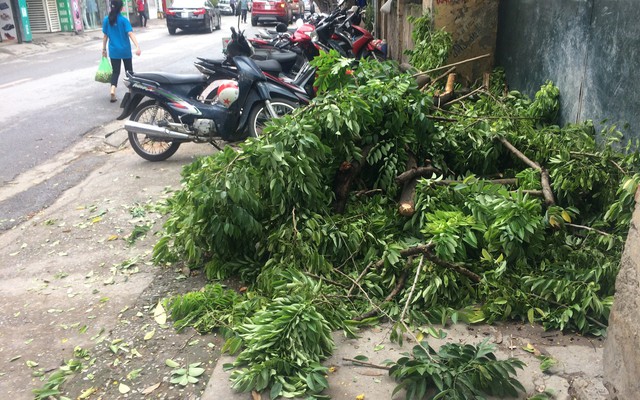 Kẻ gian cắt trộm cây sưa ngay gần trụ sở công an phường