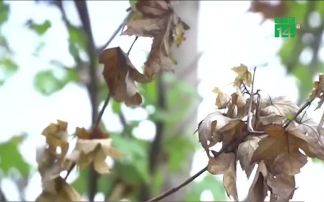 Hà Nội: Cây phong lá đỏ héo rũ sau đợt nắng nóng kéo dài