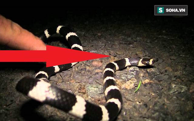 Vừa tìm thấy loài rắn độc mới nhất trên Trái Đất, nhà khoa học đã đưa ra tuyên bố kỳ lạ