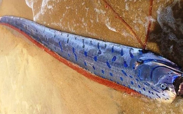 Phát hiện xác cá 'khủng' dài 4m dạt vào bờ biển ở Huế