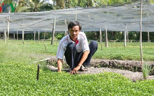 Thu nhập hàng trăm triệu từ mô hình trồng cải xà lách xoong