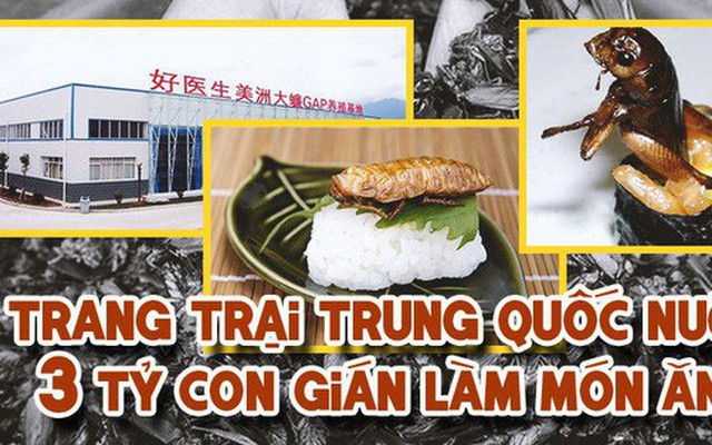 Ghé thăm trang trại nuôi 3 tỷ con gián để làm thức ăn và thuốc chữa bệnh tại Trung Quốc