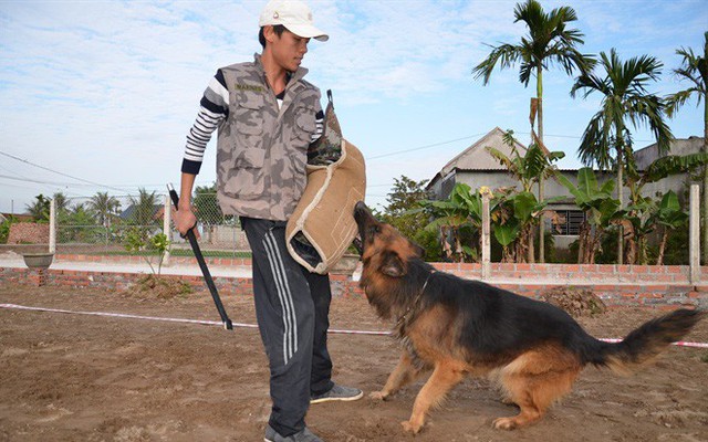 Chuyên gia huấn luyện bật mí bí mật không ngờ tại sao chó cắn chủ