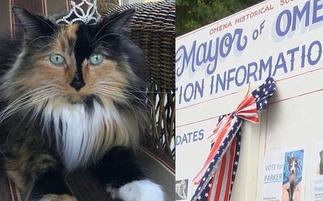 Chiến dịch tranh cử độc nhất tại Mỹ: Con mèo 9 tuổi lên chức thị trưởng sau khi vượt qua các đối thủ chó, công, dê, gà