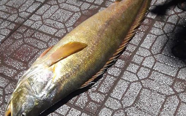 Cà Mau: Cá đường quý hiếm chui vào lưới ngư dân