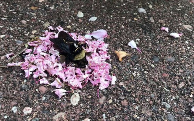 Video khiến công đồng mạng bất ngờ: bầy kiến đặt vòng hoa quanh xác con ong - có phải chúng ta làm nghi lễ tiễn đưa như trong phim?