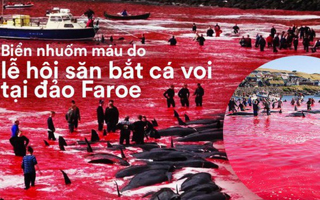 Kỳ dị: Nước biển "hóa" màu đỏ do máu cá voi tại vùng đảo Faroe