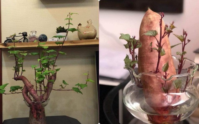 Đam mê bonsai nhưng kinh tế eo hẹp, cô nàng trồng củ khoai lang và đem lại kết quả bất ngờ