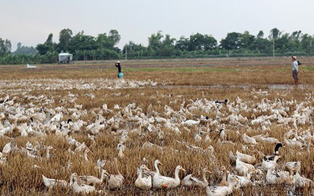 Hy hữu nướng thịt vịt ăn trưa làm cháy rụi 25 công lúa