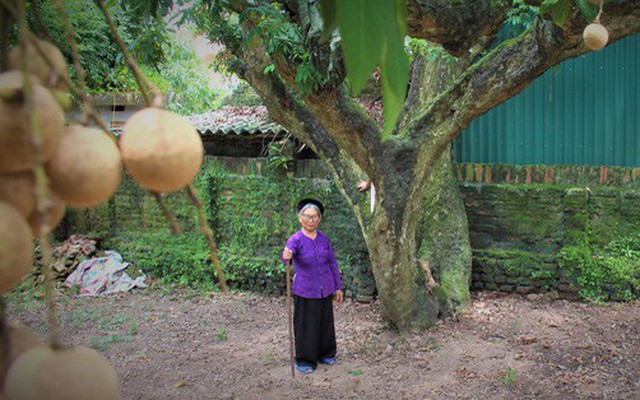 Hà Nội: Cận cảnh cây nhãn tổ khổng lồ 130 tuổi, mỗi năm thu hoạch gần một tấn quả