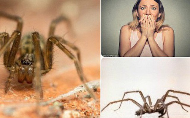 Đọc ngay để tránh: Khoa học mới xác định được thời điểm nhện dễ xuất hiện nhất trong nhà