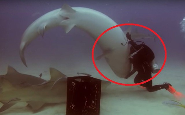 Clip: Thợ lặn thôi miên, thuần hóa cá mập hổ dữ tợn chỉ với một cú chạm
