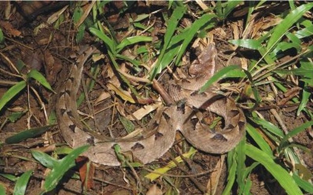 Loài rắn cực độc nhìn tưởng cành cây khô ở Việt Nam
